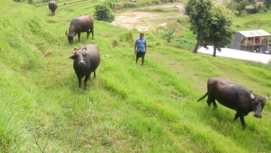 व्यावसायिक भैँसीपालनबाट मनग्य आम्दानी