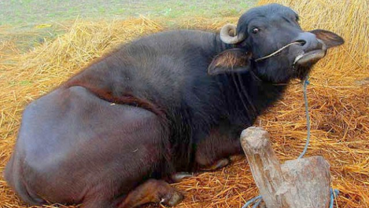 भैंसीमा खोरेत रोगको प्रकोप