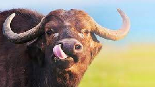 फाइल फोटो 