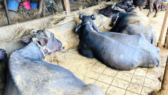 Milk sales transform lives of Tharu community in Shuklaphanta