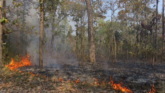 Wildfires in community forests posing high risk to settlements in Doti