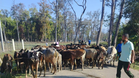 धनगढी उपमहानगरले बजार क्षेत्रबाट सामुदायिक चौपायालाई २५ औं पटक गौशालामा राख्यो