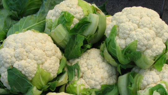 फाइल फोटो