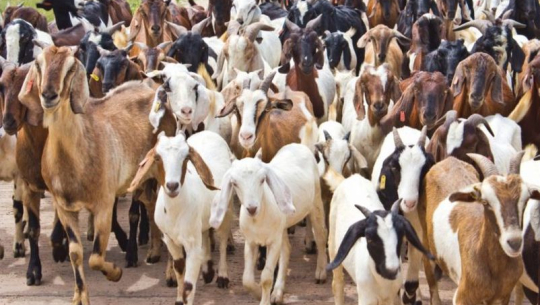 बैदेशिक रोजगारीबाट फर्किएर बाख्रापालन