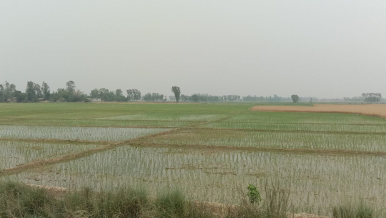 कैलालीमा चैते धानखेतीप्रति बर्सेनि किसानको आकर्षण बढ्दै 