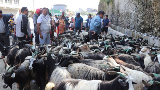 मुस्ताङमा १६ करोडको भेडाच्याङग्रा बिक्री