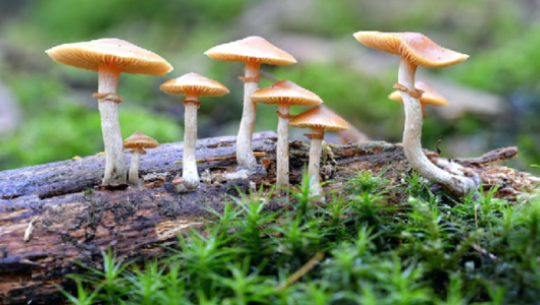  अछाममा जङ्गली च्याउँ खादा तीन बिरामी