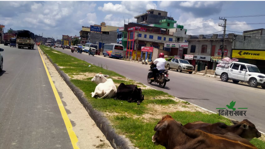 कैलालीको ६ लेन सडकभरी छाडा चौपाया, देवरीया गौशालाकाे अवस्था भताभुङ्ग