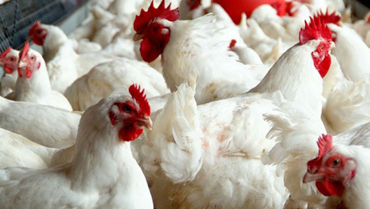 सुदूरपश्चिमका नाका हुँदै भारतबाट खुलेआम कुखुरा तस्करी हुँदै   