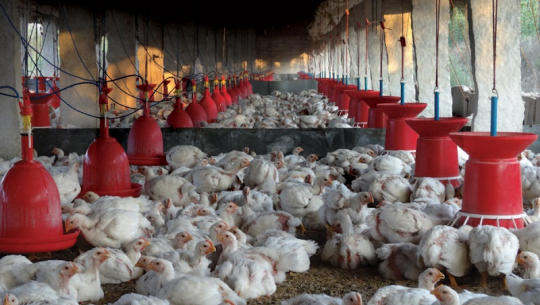 कुखुरापालक मारमा :‘ मूल्य घट्यो, लगानी डुब्यो’