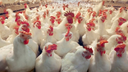 भारतबाट सस्तोमा कुखुरा आयात बढेपछि नेपाली कृषक र व्यवसायी मर्कामा