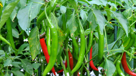 Excessive pesticide detected in chillies produced in Dhangadhi
