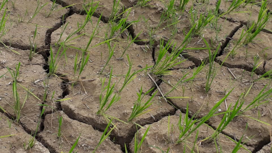 कैलालीमा दुई सातादेखि बर्षा नहुँदा धान खेतमा चिरा