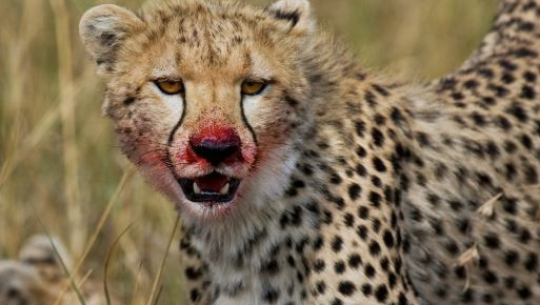 चितुवाको आक्रमणबाट फेरी एक जना घाईते