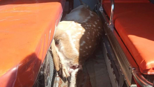 सरकारी एम्बुलेन्समा चित्तल तस्करी प्रकरण : चित्तलको मासुलाई प्रयोगशालामा पठाइदै