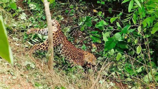 बैतडीमा पासोमा फसेको चितुवा पासो चुँडालेर भाग्यो 