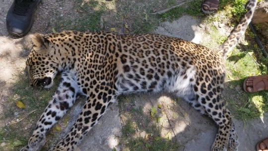 डोटीमा मृत अवस्थामा चितुवा फेला