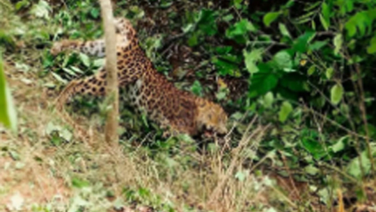 दिउँसै चितुवा देखिन थालेपछि कलुवापुरका बासिन्दा त्रसित