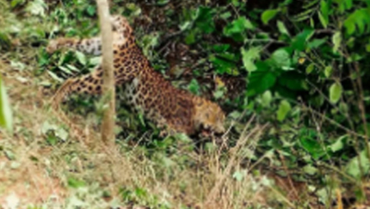 Leopard sighting causes panic among Kaluwapur residents