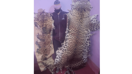 दार्चुलामा चितुवाको छालासहित एक जना पक्राउ