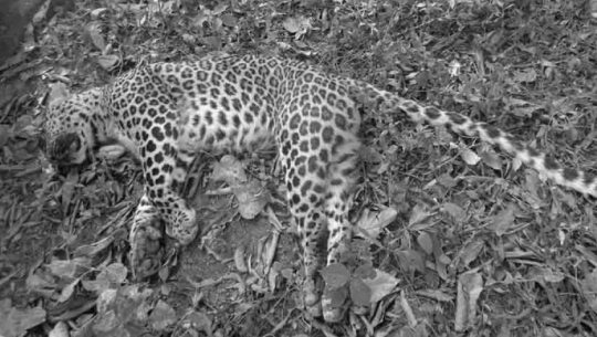 दार्चुलामा मृत चितुवा फेला