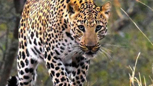 बैतडीमा चितुवाको आक्रमणबाट एक महिला घाइते 