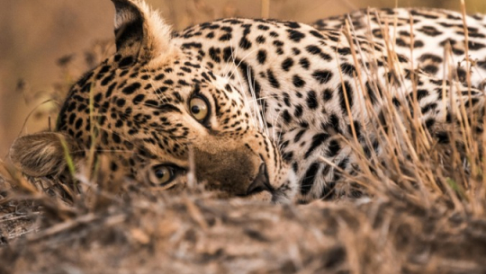 फाईल फोटो 