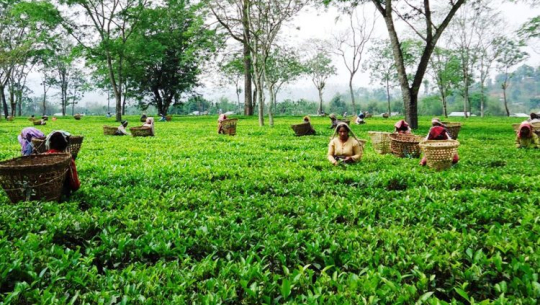 मौसमले साथ दिँदा बढ्यो चिया उत्पादन