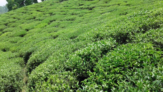 हरियो पत्ती चियाको मूल्य निर्धारण नहुँदा समस्या