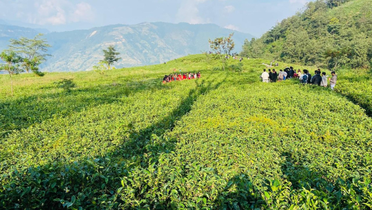 पूर्वीनाकाबाट एक अर्ब ३७ करोडको चिया निर्यात