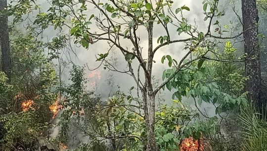 कैलालीको झण्डै ७२ हजार हेक्टर वन क्षेत्रमा आगलागी