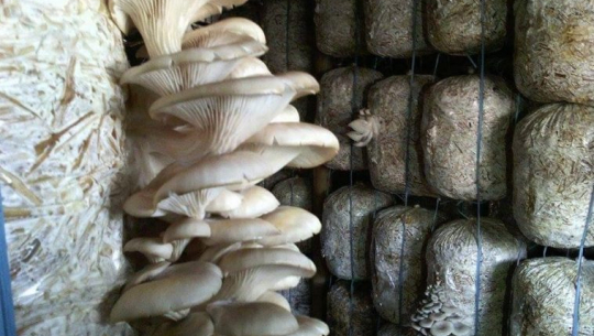 कञ्चनपुरका युवालाई बन्दाबन्दीले डोर्यायो च्याउ खेतीतर्फ