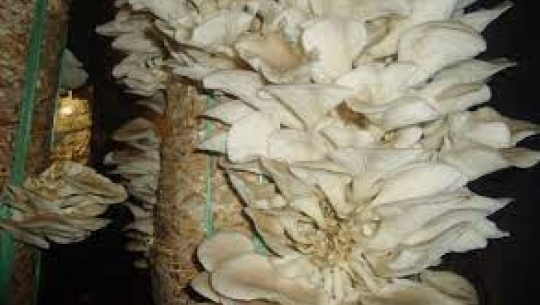 फाइल फोटो 