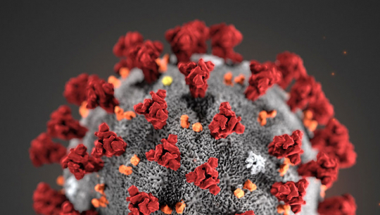 प्रदेश १ मा ५७४ जनामा कोराना सङ्क्रमण