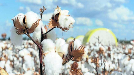 उद्योगमैत्री वातावरण नहुँदा देशभरका कपास उद्योग सङ्कटमा