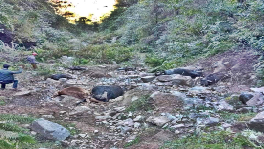 बैतडी गौहत्या प्रकरणः अभियुक्तको बयान ‘भीरबाट धकेलेर मारेका थियौं गाई’