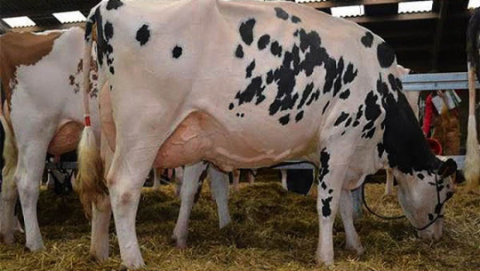 कोरोनाको कहर :दुहेको दूध गाईलाई नै खुवाउँदै