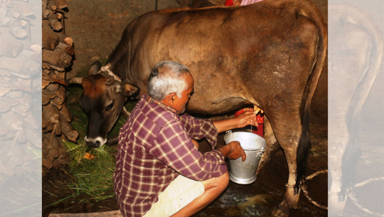 नब्याउँदै गाईले दूध दिन थालेपछि सबै दंग