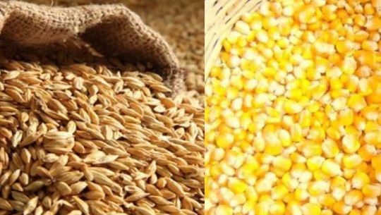 कर्णालीमा खाद्यबाली उत्पादन बढ्यो, तरकारी घट्यो