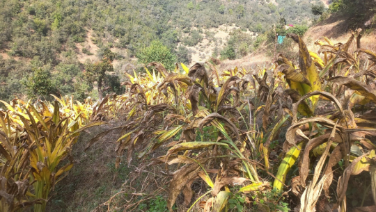 Women in Baitadi venture into commercial turmeric farming