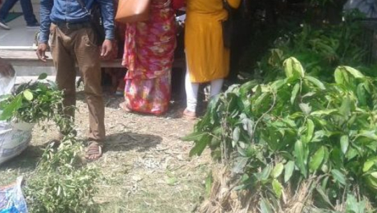 किसानलाई ५० प्रतिशत अनुदानमा फलफूलका बिरुवा