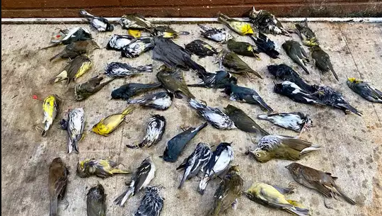 एकैपटक आकाशबाट कसरी खसे १५ सयभन्दा बढी चरा ?