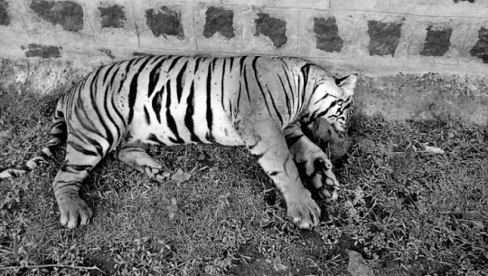 फाइल फोटो 