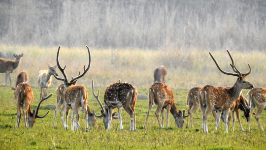 वन्यजन्तु संरक्षणमा चुनौतीः शुक्लाफाँटामा चोरी–शिकारी रोकिएन