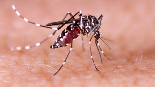 A 5-year-old girl died of dengue infection in Darchula