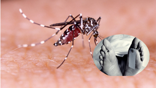 पाकिस्तानमा डेँगुबाट २४ घन्टामा ५ जनाको मृत्यु