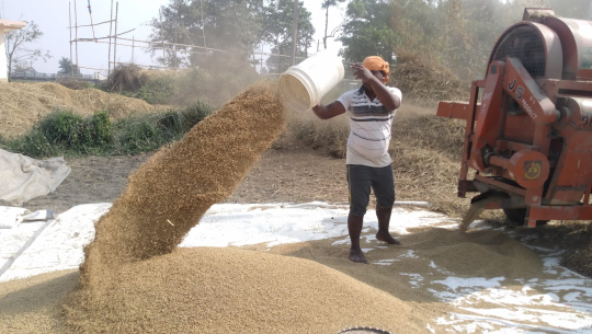 कञ्चनपुरमा आजदेखि धान खरिद