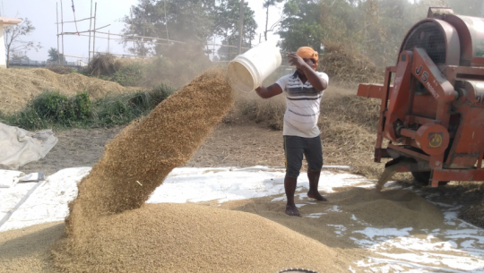 Paddy procurement begins in Kanchanpur from today
