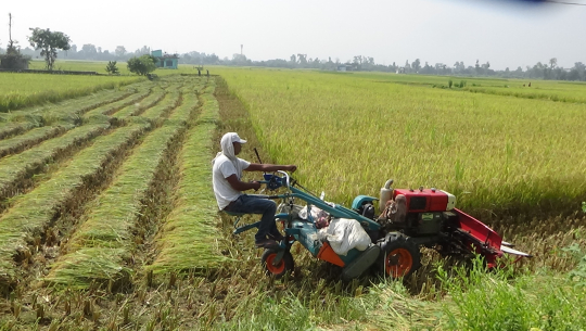 मेसिन लगाउँदै धान काट्दै