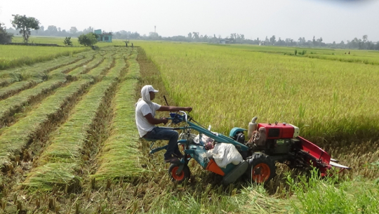 सुदूरपश्चिममा धान उत्पादनमा वृद्धि हुने